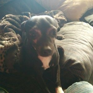 Meet your Posher, Dora